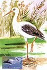 White Stork