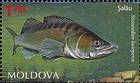 Обыкновенный судак(Stizostedion lucioperca)