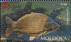 Сазан (Cyprinus carpio)