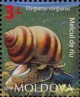 Река улитка - Лужанка живородящая (Viviparus viviparus)