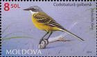 Western Yellow Wagtail (Motacilla flava)