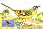 Western Yellow Wagtail (Motacilla flava)