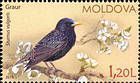 Common Starling (Sturnus Vulgaris)