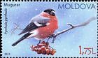 Eurasian Bullfinch (Pyrrhula Pyrrhula)