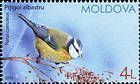 Eurasian Blue Tit (Parus/Cyanistes Caeruleus)