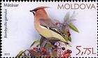 Bohemian Waxwing (Bombycilla Garrulus)