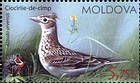 Eurasian Skylark (Alauda Arvensis)