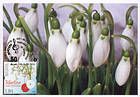 № 945 MC4 - Mărţişor - The Symbol of Spring 2016