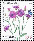 Xeranthemum Annuum