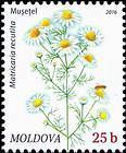 Chamomile (Matricaria Recutita)