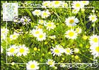№ 952 MC1 - Flora: Wild Flowers 2016