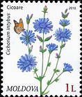 Chicory (Cichorium Intybus)