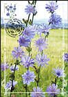 № 953 MC1 - Flora: Wild Flowers 2016