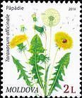 Dandelion (Taraxacum officinale)