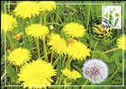 № 954 MC1 - Flora: Wild Flowers 2016