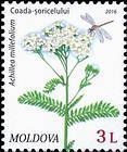 Yarow (Achillea Millefolium)