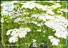 № 955 MC1 - Flora: Wild Flowers 2016
