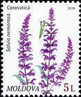 № 956 (5.00 Lei) Woodland Sage (Salvia Nemorosa)
