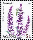 Woodland Sage (Salvia Nemorosa)