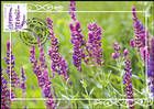 № 956 MC1 - Flora: Wild Flowers 2016