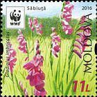 Turkish Marsh Gladiolus (Gladiolus Imbricatus)