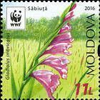 Turkish Marsh Gladiolus (Gladiolus Imbricatus) - White Sky