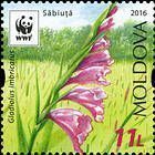 Turkish Marsh Gladiolus (Gladiolus Imbricatus) - Blue Sky