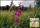 № 959b MC2 - WWF - Protected Flora: Turkish Marsh Gladiolus (Gladiolus Imbricatus) 2016