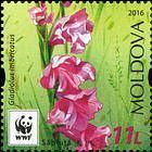 Turkish Marsh Gladiolus (Gladiolus Imbricatus)