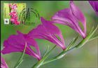 № 960 MC2 - WWF - Protected Flora: Turkish Marsh Gladiolus (Gladiolus Imbricatus) 2016
