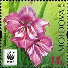 Turkish Marsh Gladiolus (Gladiolus Imbricatus)