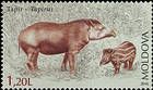 Tapir (Tapirus)