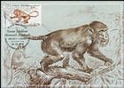 Monkey (Dolichopithecus Ruscinenis)