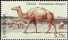 Camel (Paracamelus Alexejevi)