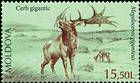 Irish Elk (Megaloceros Giganteus)