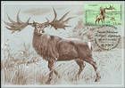 Irish Elk (Megaloceros Giganteus)